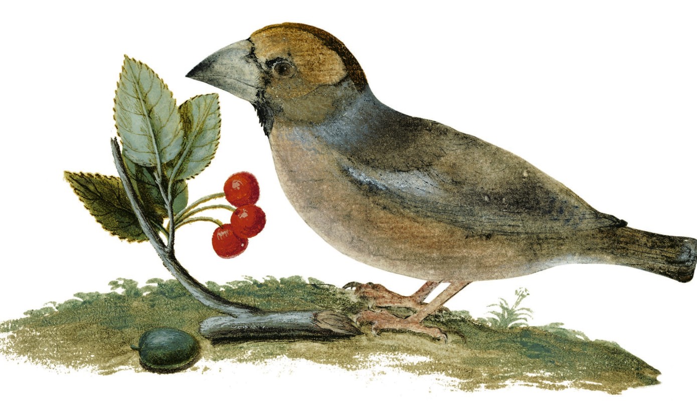 Detail from an illustration of a hawfinch, from 'Pasta for Nightingales.'